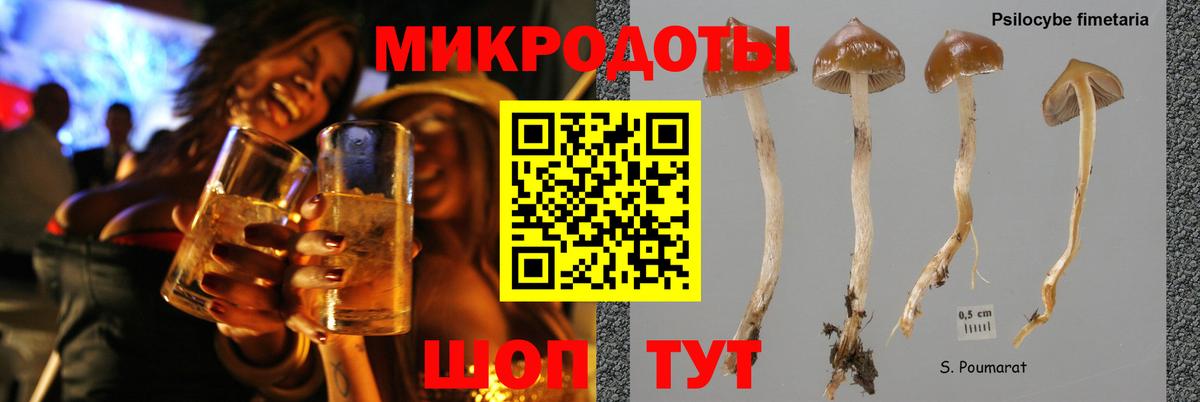 Галлюциногенные грибы Psilocybine cubensis Калининград